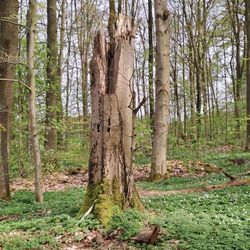 abgebrochener Baumstamm im Wald mit frischem Grün